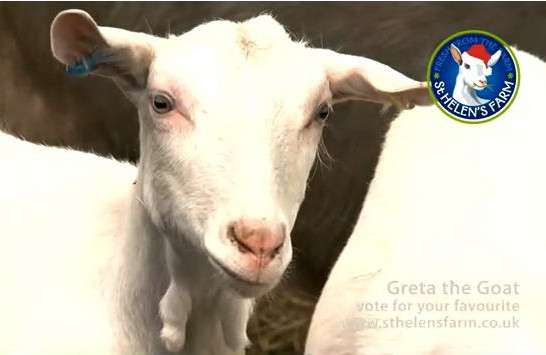 Craciunul animalelor! Vezi cum te colinda si cum se bucura de daruri