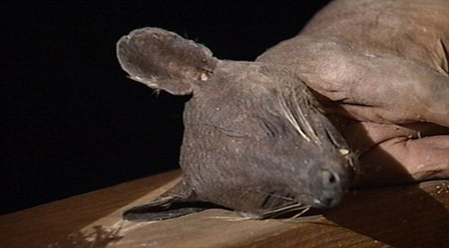 Creatura anului 2010! Un american crede ca l-a prins pe Chupacabra! FOTO