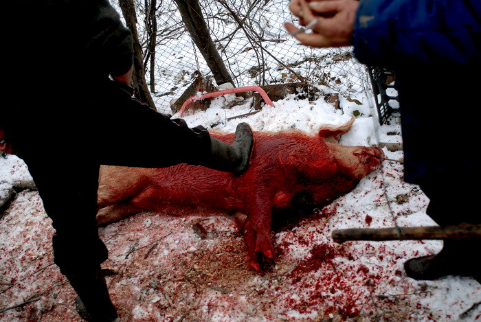 Foarte tare! Romani din SUA, arestati pentru ca injunghiau porcul de Ignat