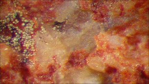 Picturile vii din Australia! Au o vechime de 40.000 de ani