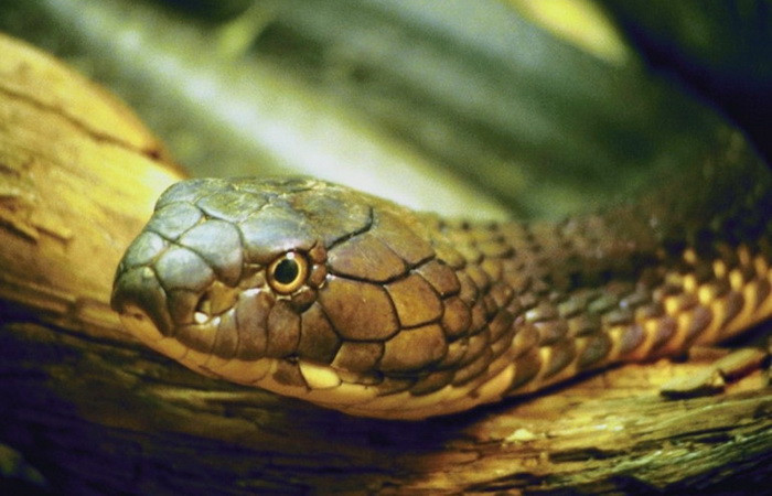 O femeie a gasit un sarpe intr-un cos de gunoi. Reptila masura aproape un metru si jumatate