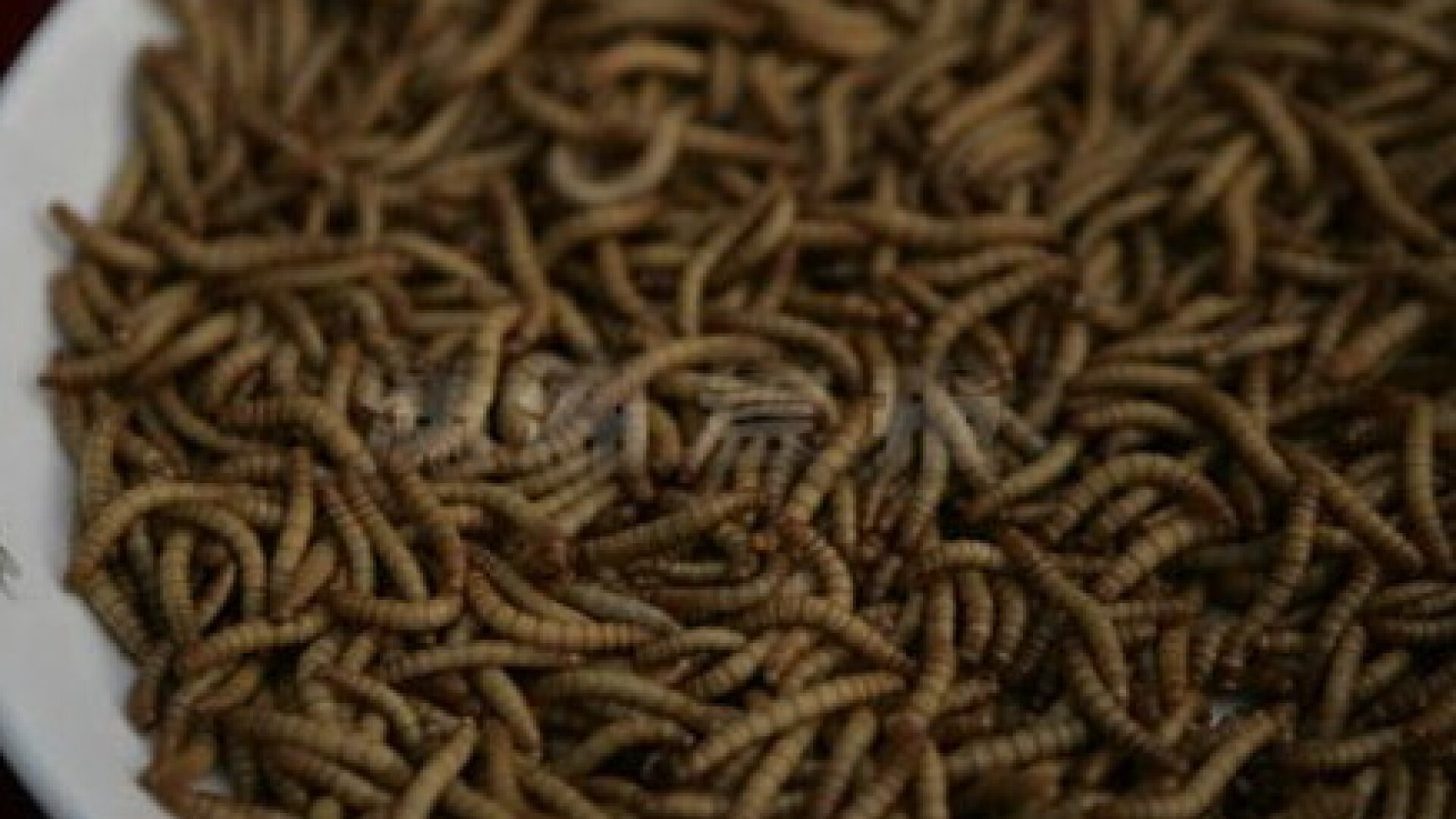 Cum se obtine un job? Dieta cu oua de viermi si sapunul pentru slabit