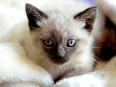 Oscarul pentru cea mai buna pisica intr-un scurt-metraj merge la... Blue!