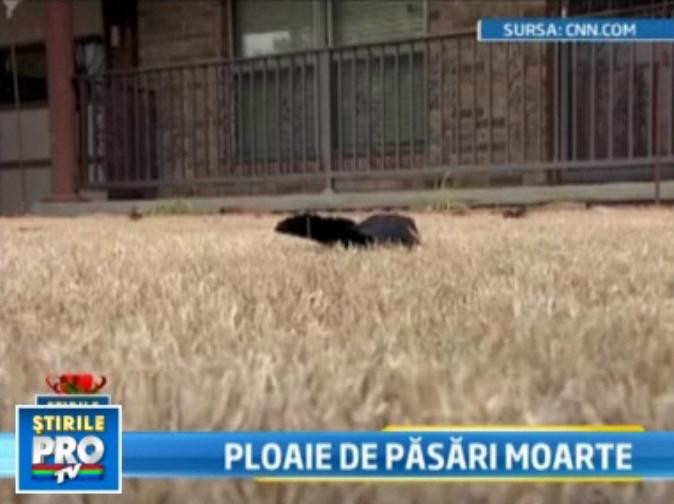 Semnele Apocalipsei? Milioane de pesti morti in Brazilia si Noua Zeelanda