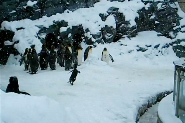 Adevaratul Happy Feet! Un pinguin danseaza la vederea fulgilor de nea