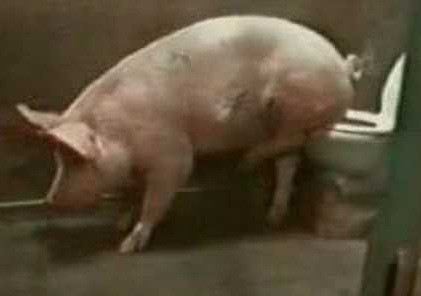 Si-a invatat porcii sa mearga la toaleta, de dragul mediului inconjurator!