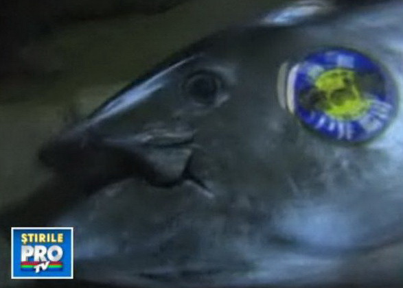 Cel mai scump peste din lume: 400.000 de dolari! Vezi si alte capturi