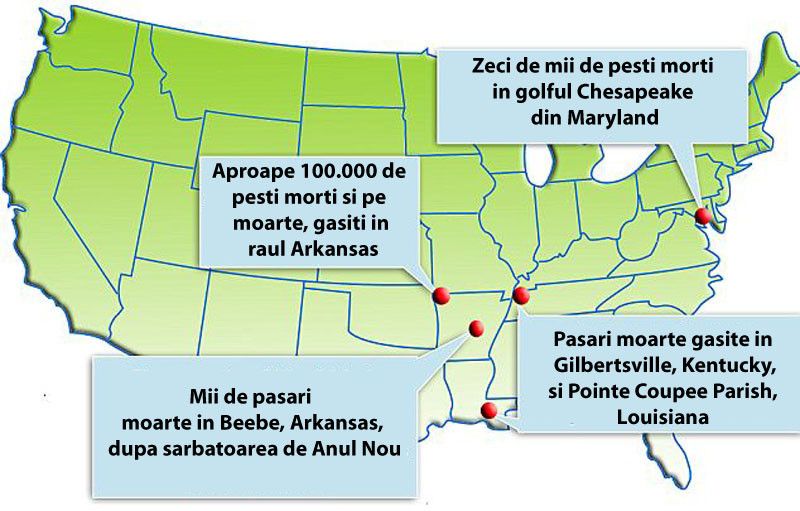 Misterul se adanceste! Inca cateva sute de pasari si zeci de mii de pesti