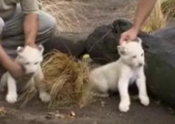 Trei pui de leu alb, mandria unei gradini zoologice din Buenos Aires
