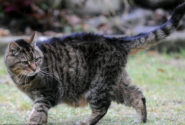 Cea mai batrana pisica! Are 172 de ani