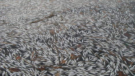 Peisaj macabru. Milioane de pesti morti in portul Redondo Beach din LA