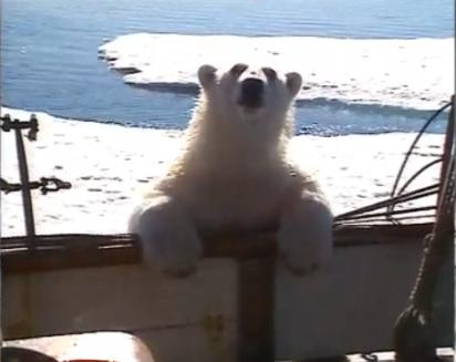 Un urs polar face senzatie pe internet! VIDEO