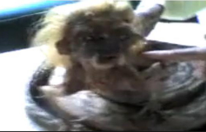 Creatura cu trup de sarpe, chip de om si par blond, in Indonezia. VIDEO