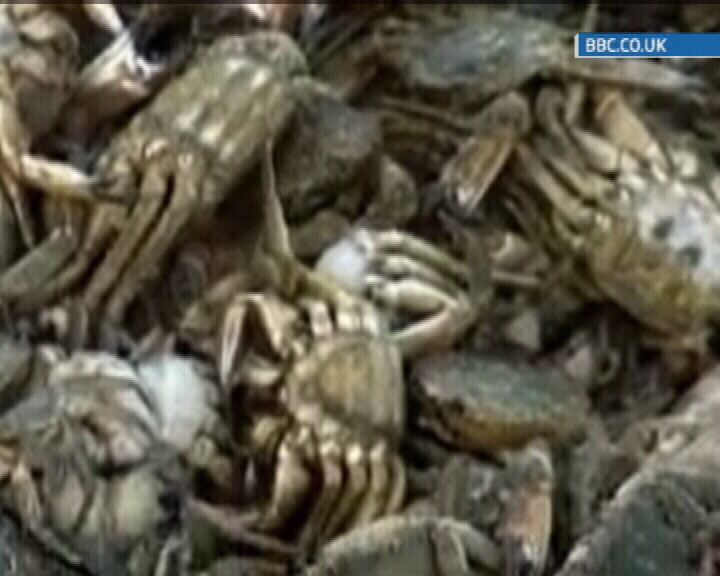 Noi semne ale potopului? Zeci de mii de crabi morti, pe plajele din Anglia