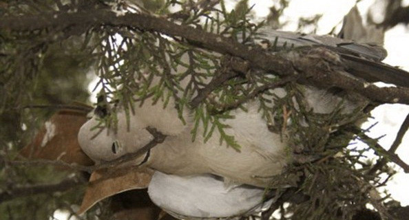 “Ploaie” cu turturele in Italia. Semnele apocaliptice continua?