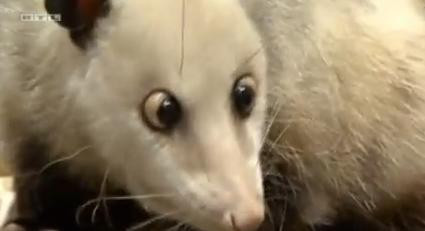 Oposumul Heidi, o singura greseala privind predictiile pentru Oscar