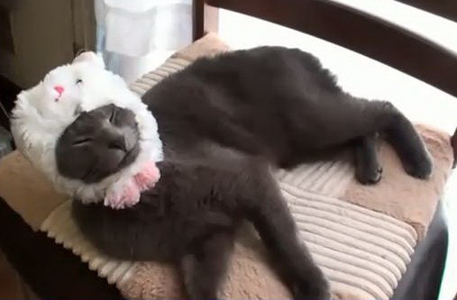 Pisica-Urechila. Vezi cum se "deghizeaza" singura in iepure