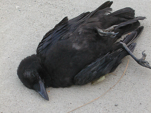 Sfarsitul lumii? Grauri turmentati si ciori moarte la Constanta