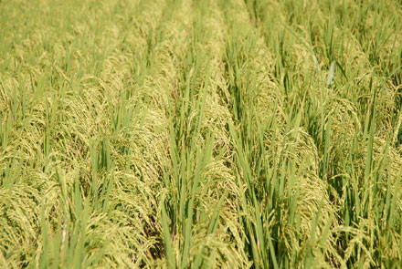 Planul pentru 2011 al sefilor de la agricultura: orezul este viitorul!