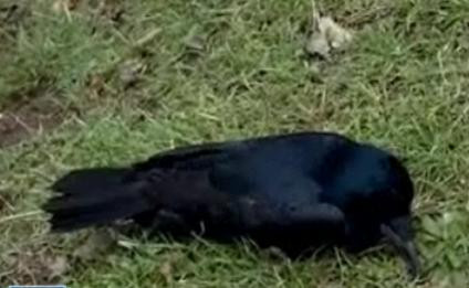 Ornitologii: Ciorile din Constanta nu au murit de foame. Sunt oportuniste!