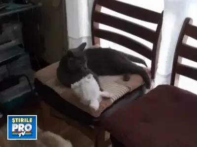 Pisica-Urechila. Vezi cum se "deghizeaza" singura in iepure