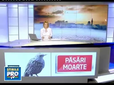 Zeci de ciori gasite moarte in Constanta