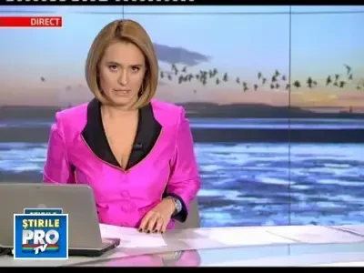 Ornitologii: Ciorile din Constanta nu au murit de foame. Sunt oportuniste!