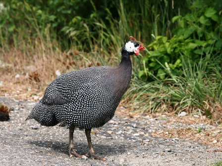 Aveti bibilici in curte? Riscati sa nu mai primiti ajutor social