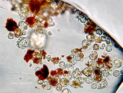 Cum arata viata in urma cu 3,4 miliarde de ani. Bacteriile traiau fara oxigen