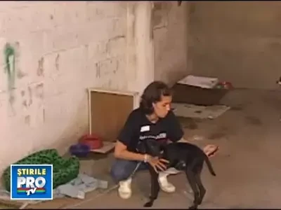 Gem adaposturile de animale parasite in Brazilia, din cauza inundatiilor