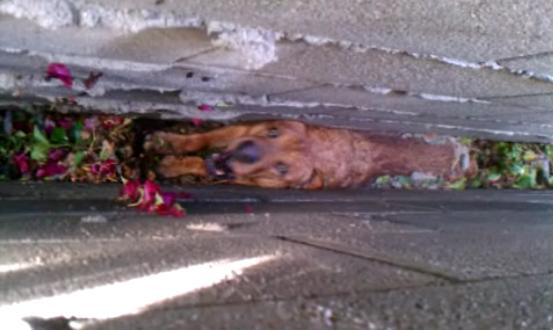 Curiozitatea i-a venit de hac: un caine a ramas intepenit intre doua ziduri