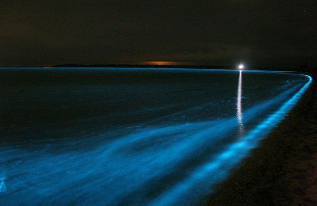 bioluminiscenta
