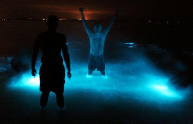 bioluminiscenta