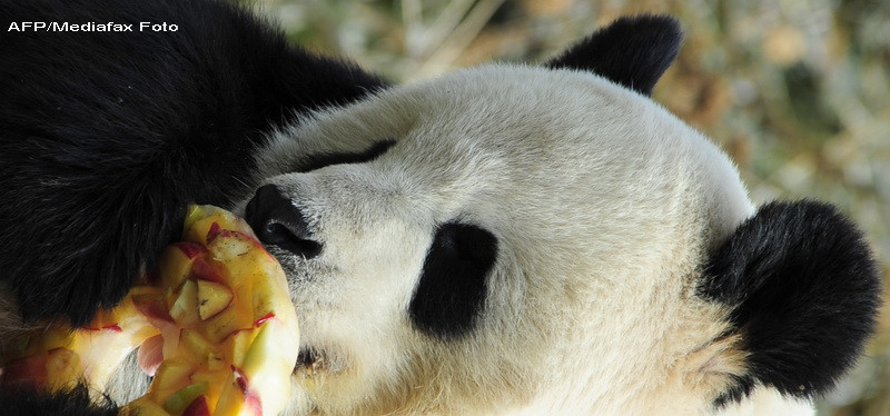 Simpatici si pusi pe glume, 14 ursi panda si-au sarbatorit majoratul
