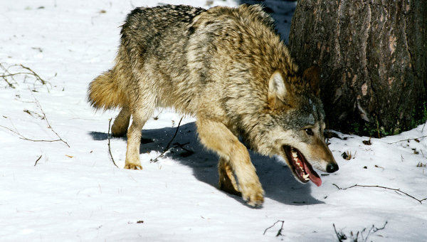 Lupul pacalit de muzica heavy metal! Asa a scapat cu viata un norvegian