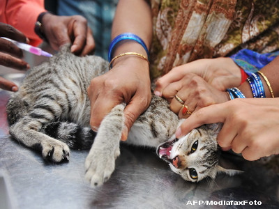 Gest extrem! Si-a criogenat pisica pentru a o salva