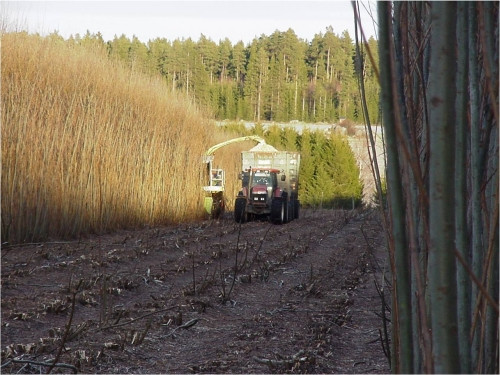 Salcia "energetica": provine din Suedia si arde mai tare decat gazul