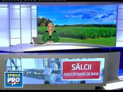 Salcia "energetica": provine din Suedia si arde mai tare decat gazul