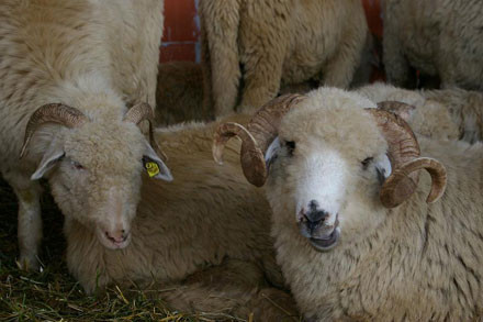 Intreprinzatori. Scot primariile din criza cu afaceri cu oi sau peste