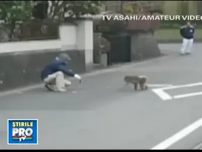 O maimuta de la zoo a bagat spaima intr-un oras din Japonia