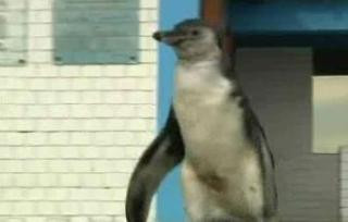 Pinguinul care s-a dus la politie sa ceara ajutor: se ratacise