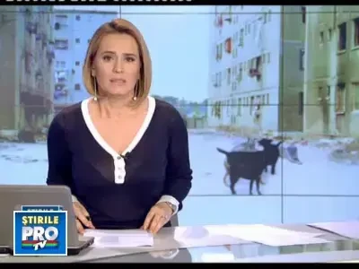 Capitala maidanezilor. In stare critica, dupa ce a fost sfasiata de caini