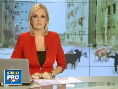 Bucurestiul, capitala maidanezilor. Primarii ne momesc cu promisiuni