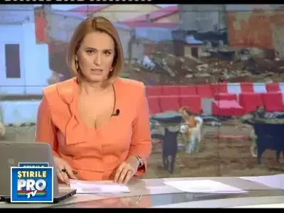 Oamenii mor, iar edilii Capitalei sunt depasiti de problema maidanezilor