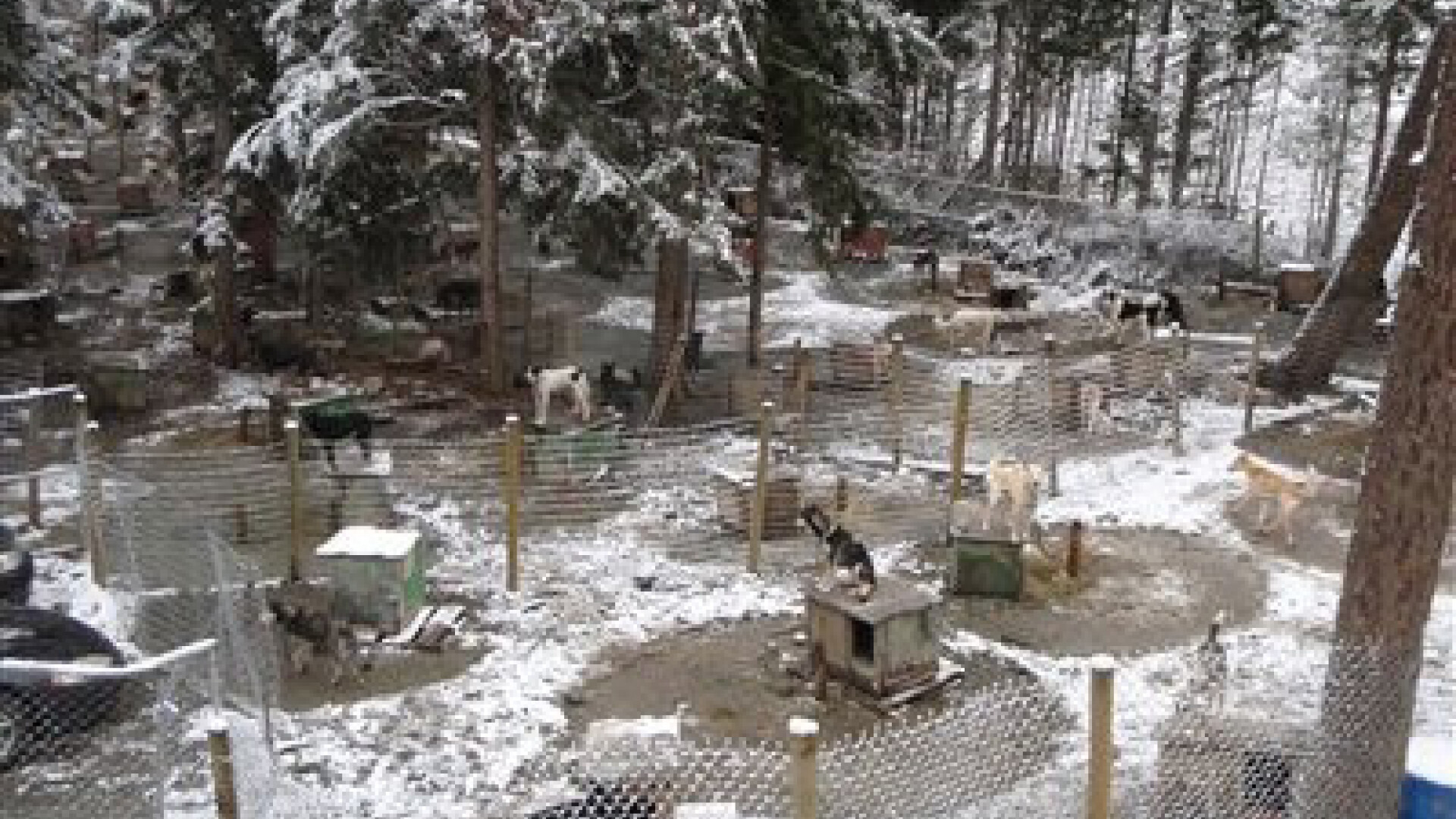 Scandal in Canada. 100 de caini husky, exterminati dupa JO din 2010. Video