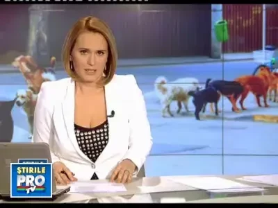 Capitala maidanezilor. Autoritatile si ONG-urile nu pot gasi o solutie