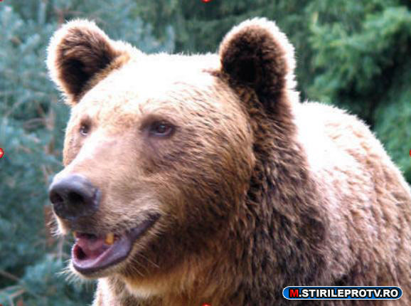 VIDEO. Cersetorul cu blana. Un urs s-a aventurat in Sinaia in cautare de hrana