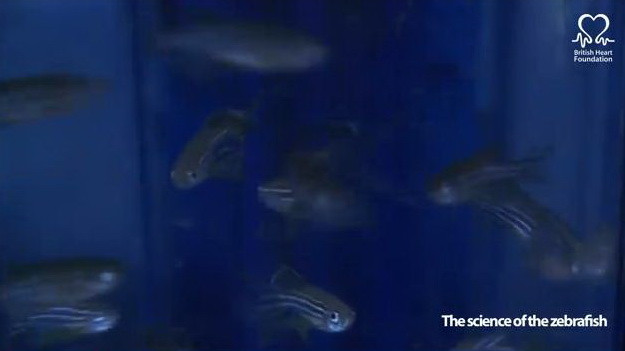 Adio,transplanturilor de inima!Un peste va reface cordul afectat de infarct