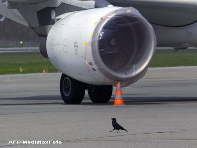 Ce arma secreta au cei de pe Otopeni impotriva ciorilor?