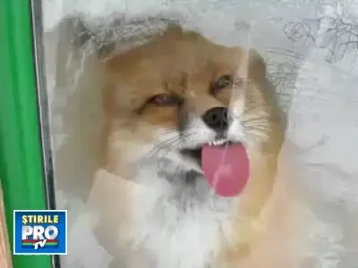 Noua vedeta a internetului – vulpea care linge geamuri